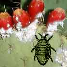 A close-up drawing of a Cochineal Bug on an Opuntia.