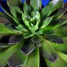 Echeveria Black Prince