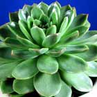 Echeveria Farmer's Wife