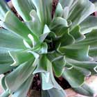 Echeveria Topsy Turvy