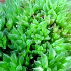 Haworthia cooperi var. pilifera