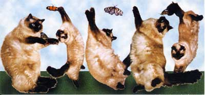 Cocoa the Dancing Cat