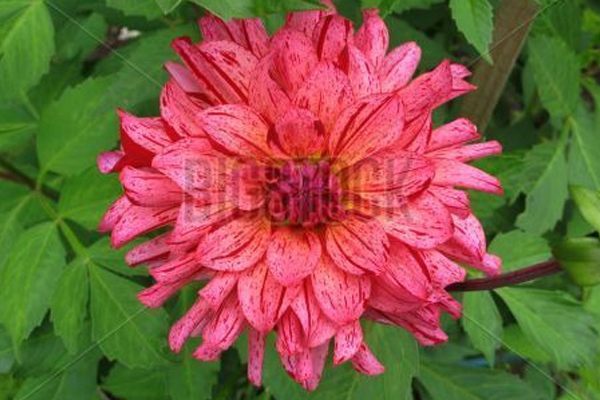 Third BigStock image