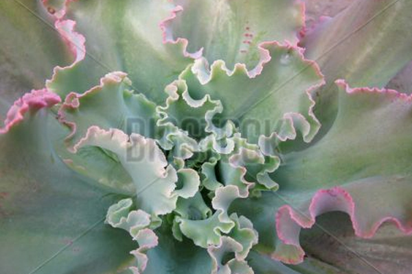 First BigStock image